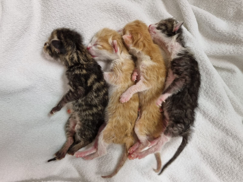 Katzen Welpen nach dem Kaiserschnitt