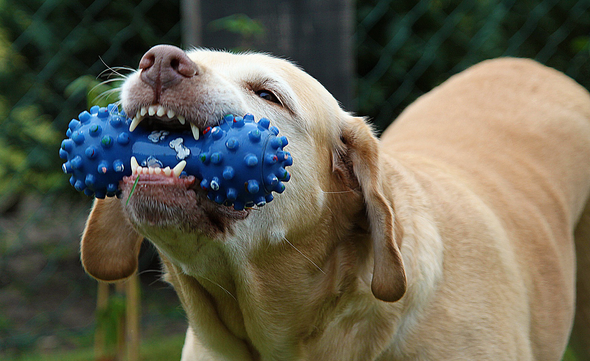 Kiefer und Zahnbehandlungen bei Haustieren