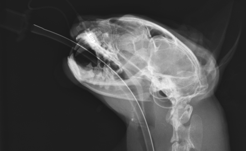 Röntgen bei Hund oder Katze